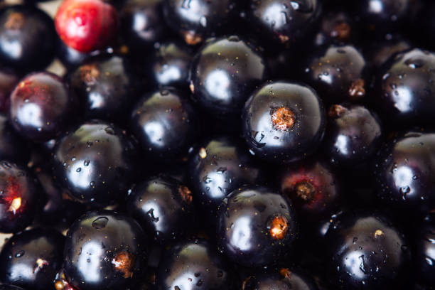 istock black ripe currant, natural background for design 1147316957
