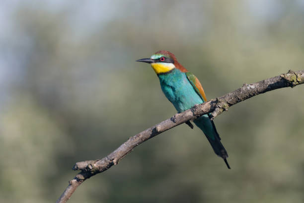istock Closeup of European bee eater (Merops apiaster) 1147316963