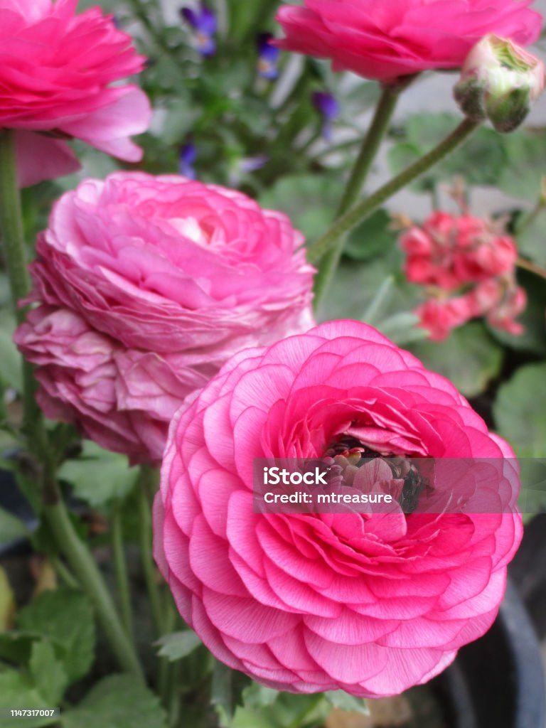 Photo libre de droit de Image De Fleurs De Ranunculus Rose Double Floraison  Tecolote Renoncules Renoncules De Bulbes Dans Des Pots De Jardin Dété Avec  Des Fleurs En Forme De Globe Comme
