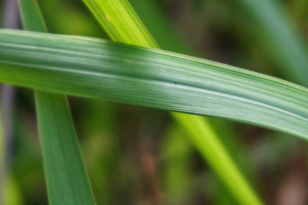 istock Nature leaves under the sun. 1147317934
