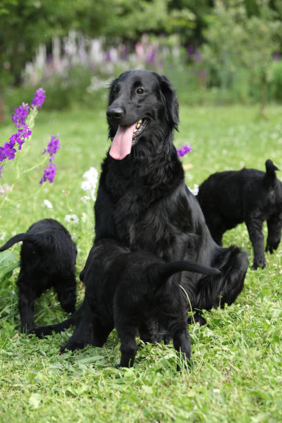 istock Flat coated retriever - bitch with puppies 1147317979