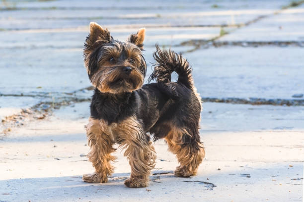 istock peppy yorkshire terrier for a walk 1147318791