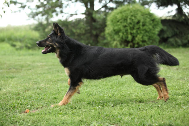istock Nice Bohemian shepherd running in the garden 1147319501