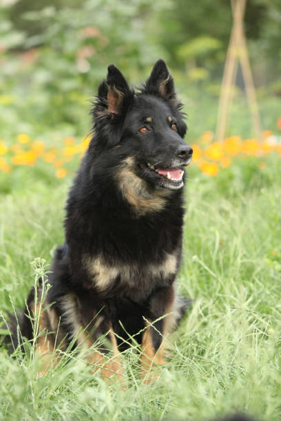istock Amazing Bohemian Shepherd in the garden 1147319626