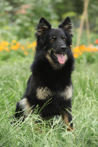 istock Amazing Bohemian Shepherd in the garden 1147319632