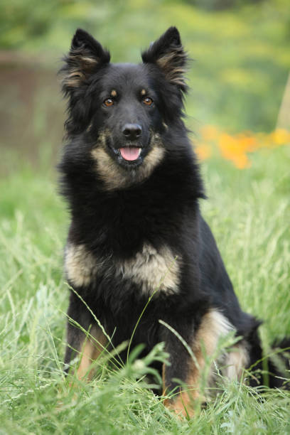 istock Amazing Bohemian Shepherd in the garden 1147319672