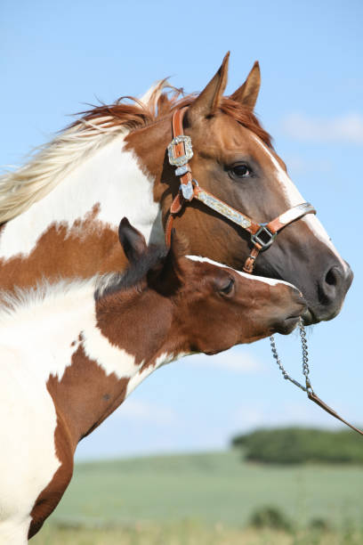 istock Paint horse mare with its foal 1147319900