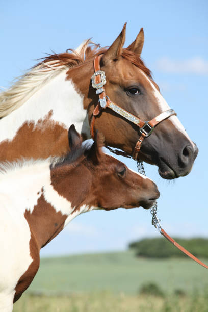 istock Paint horse mare with its foal 1147319924