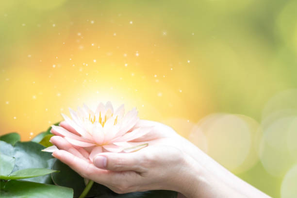 lótus da terra arrendada da mão ou lírio de água para o dia de vesak, dia emprestado budista, aniversário de buddha, worshiping de buddha purnima, e espírito humano do mundo. - buddhist festival - fotografias e filmes do acervo