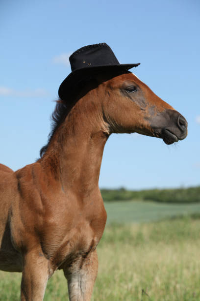 istock Amazing foal with hat on pasturage 1147321411
