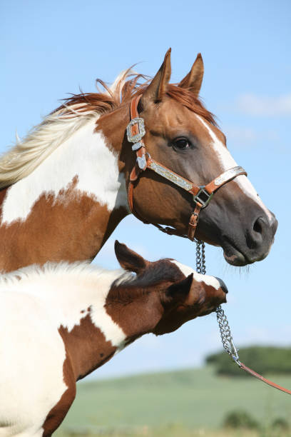 istock Paint horse mare with its foal 1147321472