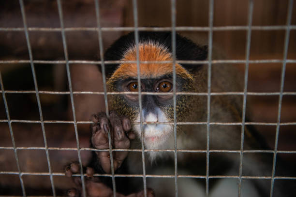 istock Monkey in the cage , Animal rights concept 1147321561