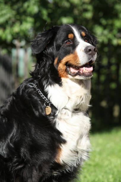 istock Nice bernesse mountain dog in the garden 1147321651