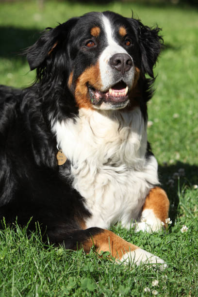 istock Nice bernesse mountain dog in the garden 1147321683