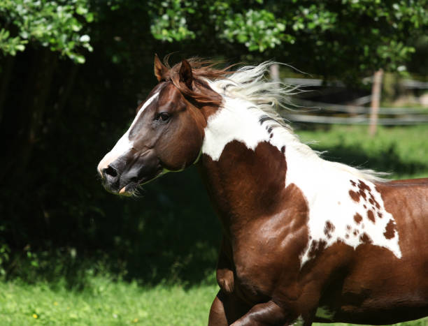 istock Amazing paint horse stallion running 1147322173