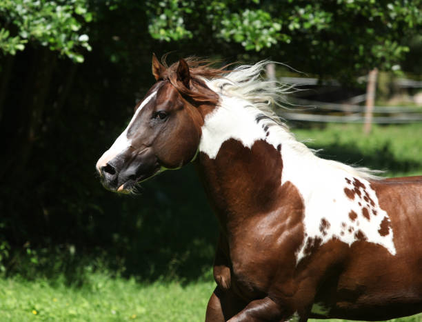Amazing paint horse stallion running stock photo