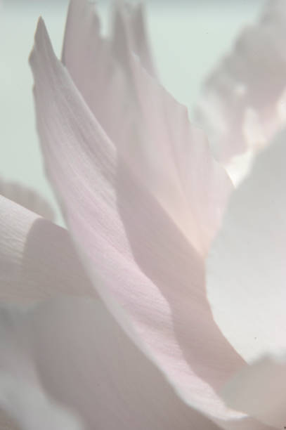 istock very close-up peony flower petals 1147322232