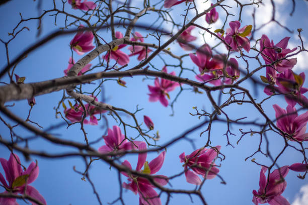istock Beautiful magnolia tree with blossom flowers 1147323035