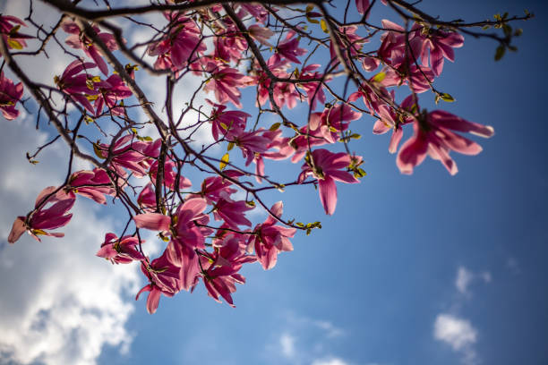 istock Beautiful magnolia tree with blossom flowers 1147323168