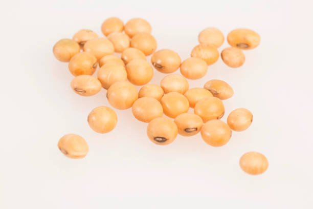 istock Dry soybeans - Glycine max. 1147323634