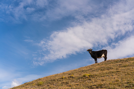 Evening, time to go home. Cow on the top of hill in mountain grassland a day away of Lake Song-Kul., Kyrgyzstan. In background is green grass and blue sky with little white clouds.
