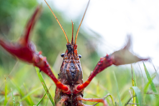 Mississippi killer crayfish attack