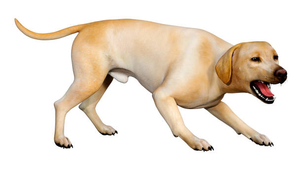 istock 3D illustration yellow labrador dog on white 1147325604