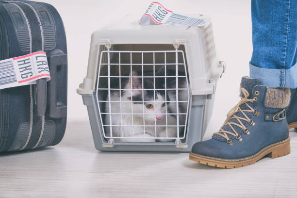 istock Cat in the airline cargo pet carrier 1147325744