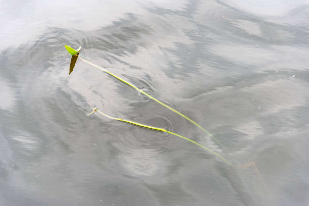istock abstract texture of water reflections 1147325961