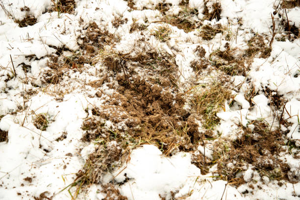 istock frozen ground texture in winter countryside 1147326005