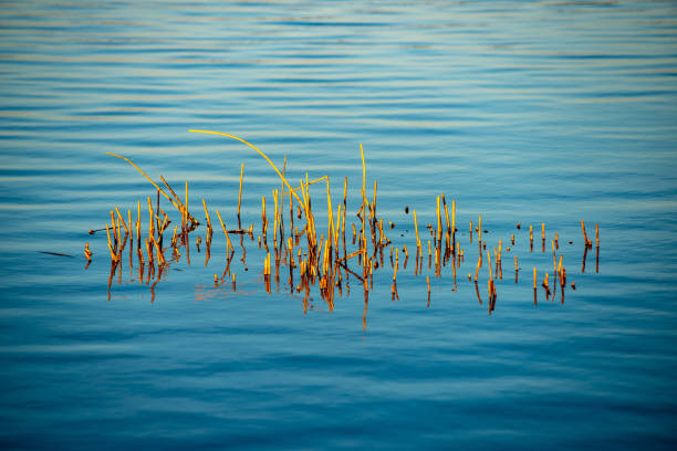 istock abstract texture of water reflections 1147326159