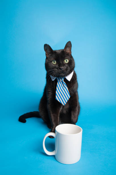 istock Business Cat Begging for Coffee in his Cup 1147326209