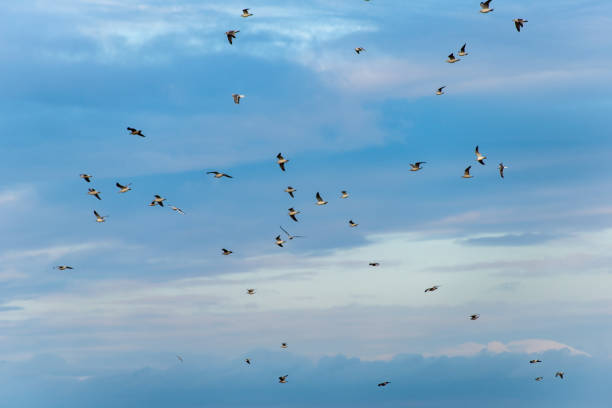 istock flock of birds resting near water 1147326210