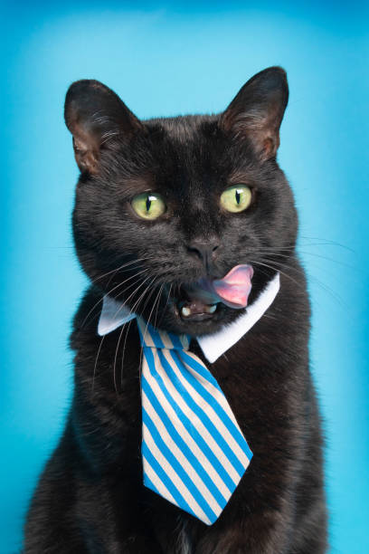istock Business Cat With Tongue out 1147326231