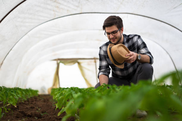 istock Young farmer in small greenhouse controls young plants 1147328241