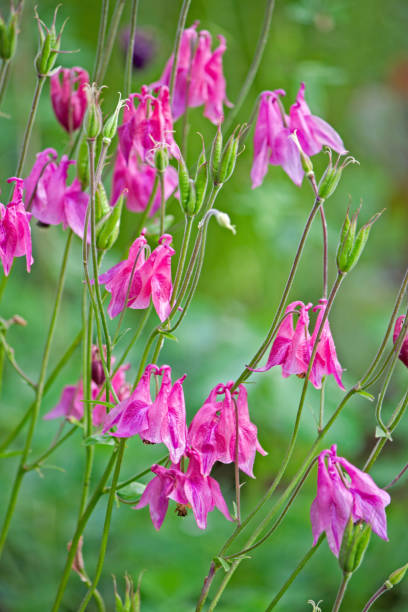 istock Bright flowers aquilegia 1147330114