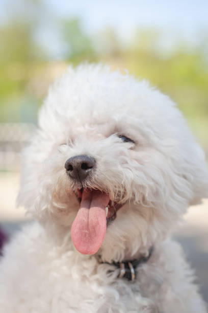 istock Bichon Dog Friezes 1147330893