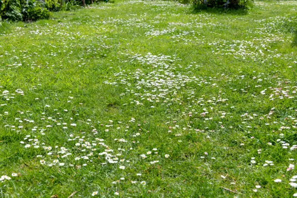 Daisies in the lawn of a garden