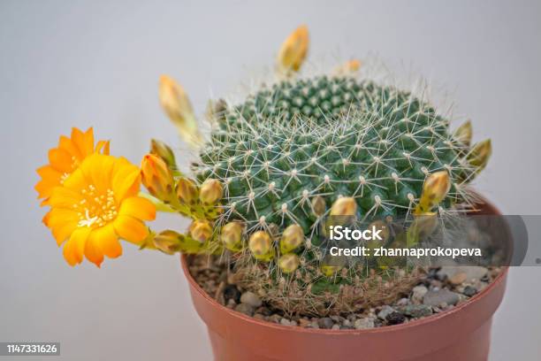 Flowers Rebutia Stock Photo - Download Image Now - Beauty, Cactus, Close-up