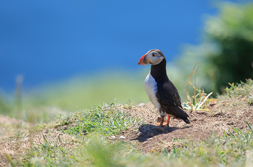The Atlantic puffin, also known as the common puffin, is a species of seabird in the auk family.