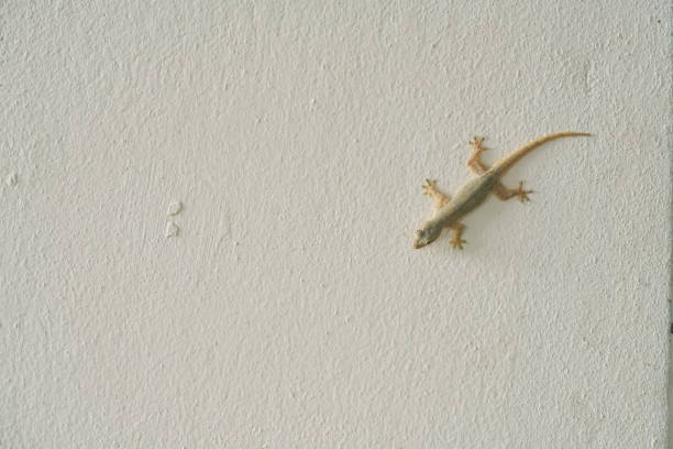 iguana- also known as Common iguana or American iguana, is a large, arboreal, mostly herbivorous species of lizard of the genus Iguana native to Central, South America.