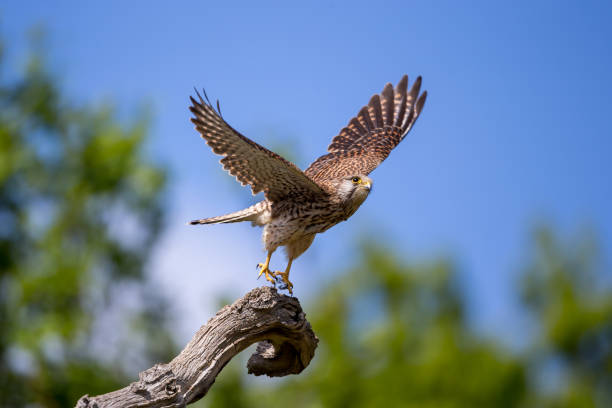 The common kestrel The common kestrel is a bird of prey species belonging to the kestrel group of the falcon family Falconidae. flapping wings photos stock pictures, royalty-free photos & images