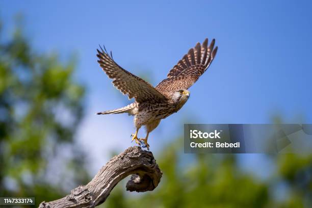 The Common Kestrel Stock Photo - Download Image Now - Falcon - Bird, Flying, Kestrel