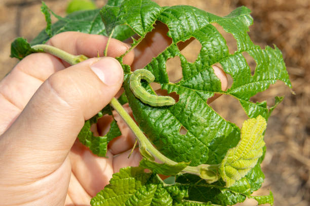 istock larvae caterpillar eats hazelnut nut leaves close-up macro. Walnut garden pests 1147333630