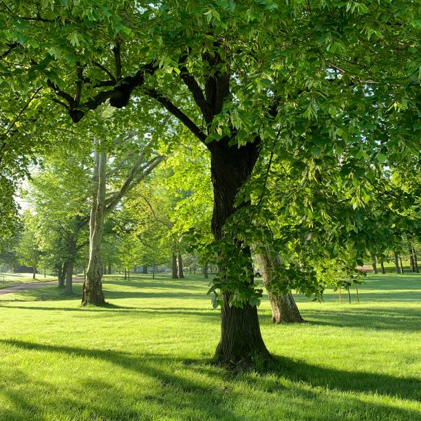 Trees on the Grounds of Allegheny Cemetery