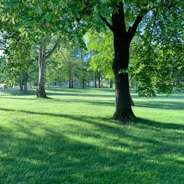 istock Trees on the Grounds of Allegheny Cemetery 1147333695