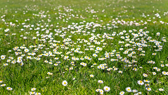Green grass lawn with white daisy flowers spring blurred background