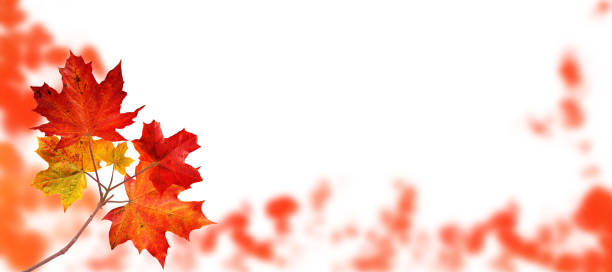 Canada maple tree branch with red autumn leaves on the fall blurred park horizontal background isolated on white
