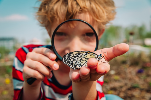 boy looking at butterfy through magnifying glass, kids learning nature