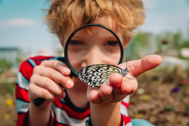 Photo of boy looking at butterfy, kids learning nature